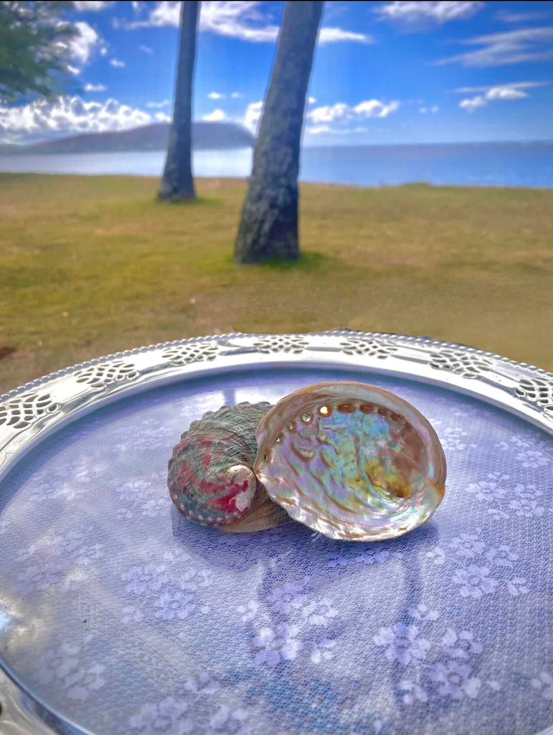 Abalone Shell